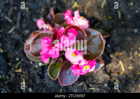 Fleurs de bégonia glacées roses. Plante à fleurs gros plan dans un parterre de fleurs. Banque D'Images
