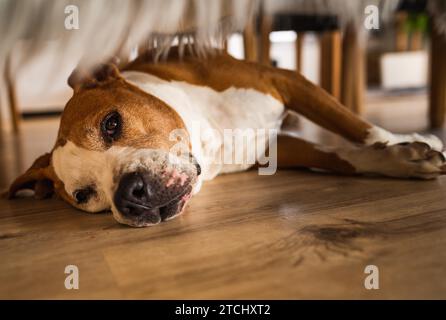 Chien couché sur plancher en bois à l'intérieur, terrier amstaff brun reposant le jour d'été Banque D'Images