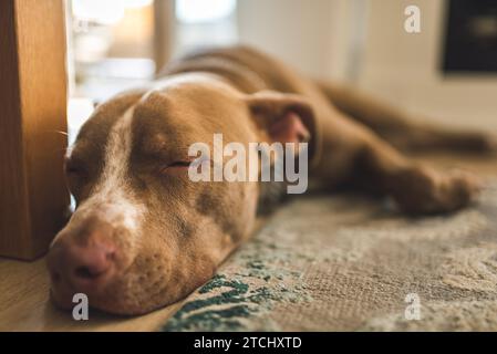 Chien couché sur plancher en bois à l'intérieur, terrier amstaff brun reposant. Fond de chien Banque D'Images