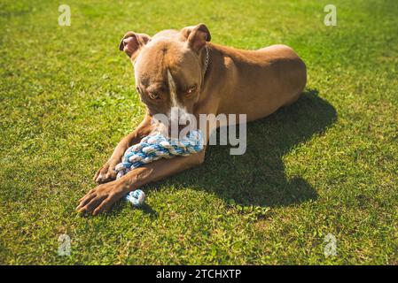 ThemeDog American staffordshire terrier, amstaff. Mord jouet de corde sur l'herbe verte. Fond de chien Banque D'Images