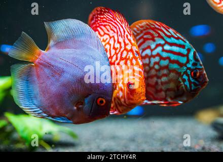 Poissons colorés des spièces discus (Symphysodon) dans l'aquarium. Concept d'aquariums d'eau douce Banque D'Images