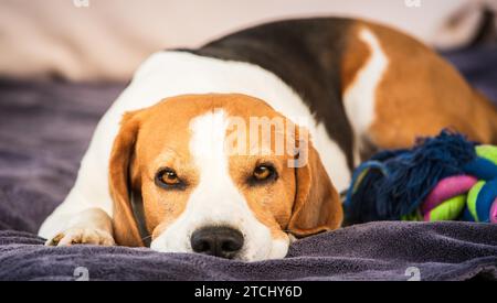 Chien chien Hound Beagle dormant à l'extérieur sur un canapé-jardin Banque D'Images