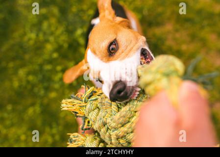 Chien beagle tire une corde et Tug-of-War Game avec le propriétaire. Fond canin Banque D'Images