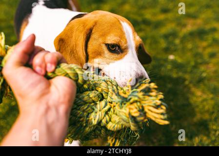 Chien beagle tire une corde et Tug-of-War Game avec le propriétaire. Fond canin Banque D'Images