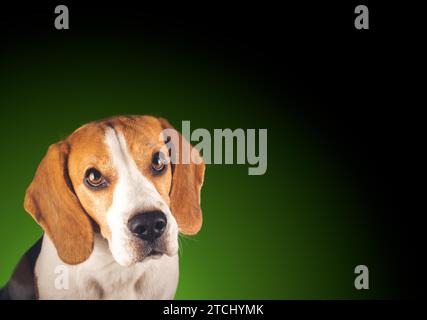 Belle tête de chien beagle isolé sur fond vert foncé. Chien mâle tricolore avec espace copa à droite Banque D'Images