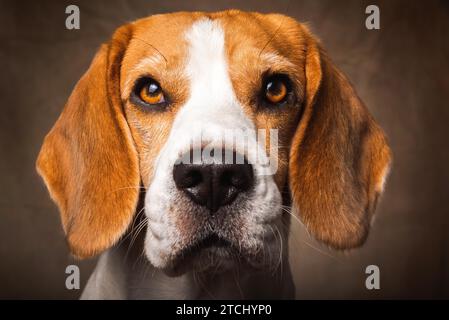 Belle tête de chien beagle isolé sur fond brun foncé. Chien mâle tricolore Banque D'Images