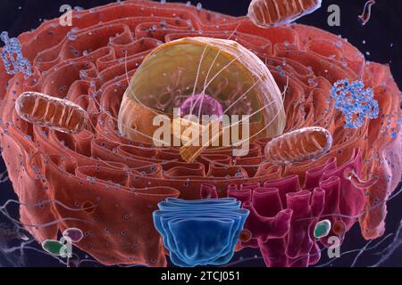 Organites à l'intérieur d'une cellule eucaryote ou eucaryote. illustration 3d. Banque D'Images