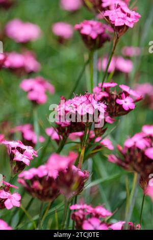 Dianthus carthusianorum, rose allemand, Dianthus clavatus, fleurs magenta rougeâtre en grappes terminales, Banque D'Images