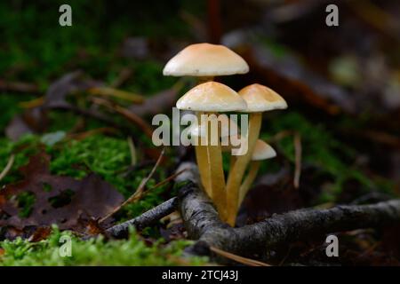 Un ensemble de champignons soufrés communs poussant sur un lit de mousse luxuriante dans une forêt de Zoersel, Belgique Banque D'Images