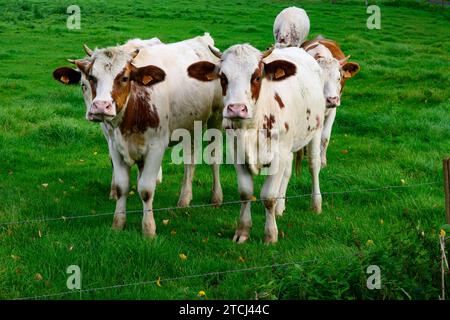 Un troupeau de veaux tachetés blancs et bruns paissant dans une prairie verdoyante à Zoersel, en Belgique Banque D'Images