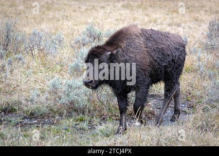 Le bison des veaux américain errant dans le parc national de Yellowstone Banque D'Images