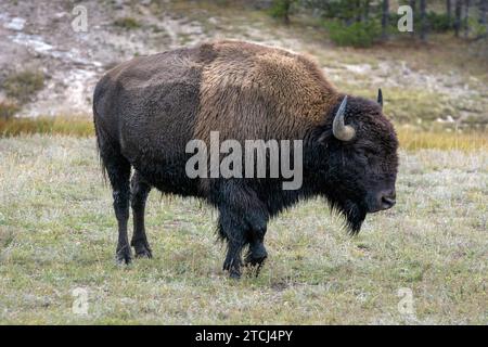 Bison d'Amérique dans le Parc National de Yellowstone Banque D'Images