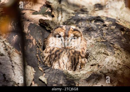 Le hibou se niche à l'aise dans l'arbre ABERDEEN, ÉCOSSE TRICK OF THE EYE les images prises le 6 novembre 2023 montrent un hibou sieste dans une souche d'arbre et Banque D'Images