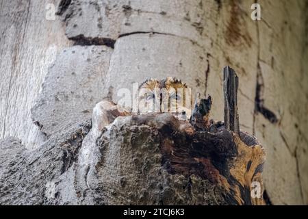 Le hibou jette un coup D'ŒIL À ABERDEEN, ÉCOSSE les images prises le 6 novembre 2023 montrent un hibou sieste dans une souche d'arbre et se mélangent si bien Banque D'Images