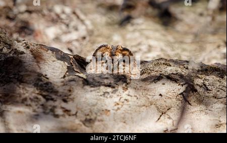 Un hibou endormi prend un repos ABERDEEN, ÉCOSSE les images prises le 6 novembre 2023 montrent un hibou sieste dans une souche d'arbre et se mélangeant dans SO Banque D'Images