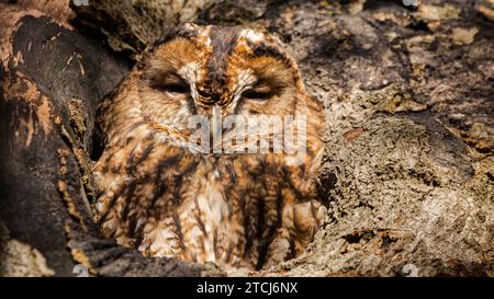 Le hibou se fond presque trop bien dans l'écorce ABERDEEN, ÉCOSSE TRICK OF THE EYE les images prises le 6 novembre 2023 montrent un hibou sieste dans un stum d'arbre Banque D'Images