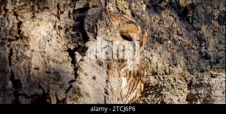 Le hibou est facile à manquer dans ce tour de l'œil ABERDEEN, ÉCOSSE TOUR DE L'ŒIL les images prises le 6 novembre 2023 montrent un hibou sieste dans un t Banque D'Images