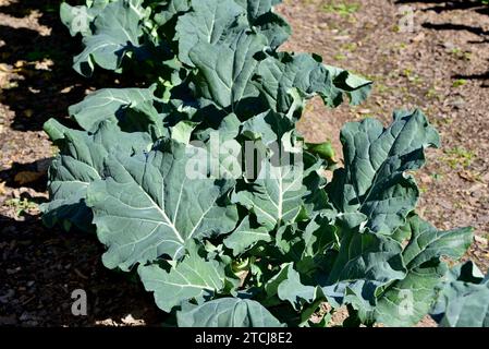 Un gros plan de Brassica oleracea, chou frisé, poussant dans un jardin de montagne Banque D'Images