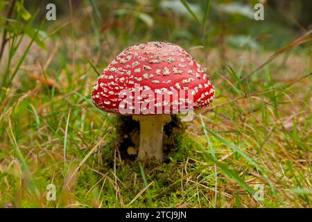 Dippoldiswalder Heide, agaric de mouche Banque D'Images