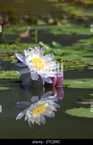 Nénuphar australien ou nénuphaea gigantea avec réflexion sur l'eau. Banque D'Images