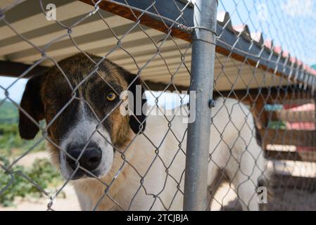 Un chien errant regardant à travers une clôture métallique dans un abri en Serbie, Zrenjanin Banque D'Images