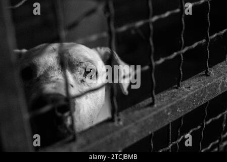 Une échelle de gris d'un chien errant regardant à travers une clôture métallique dans un abri en Serbie, Zrenjanin Banque D'Images