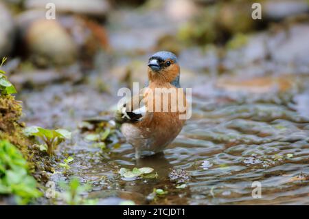 Coelebs fringilla à chaffinch commun, baignade dans l'étang de jardin, comté de Durham, Angleterre, Royaume-Uni, mai. Banque D'Images