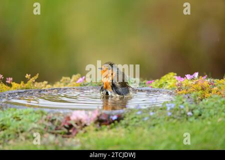 European Robin erithacus rubecula, baignade dans le bain d'oiseau de jardin, comté de Durham, Angleterre, Royaume-Uni, octobre. Banque D'Images