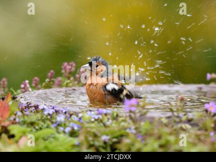 Fringilla coelebs, baignade dans le bain d'oiseau de jardin, comté de Durham, Angleterre, Royaume-Uni, juillet. Banque D'Images