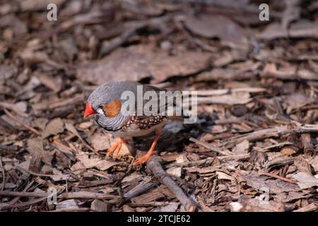 le zèbre mâle finch a un corps gris avec un blanc sous le ventre avec une queue noire et blanche. Il a des joues orange et une bande noire sur son visage Banque D'Images