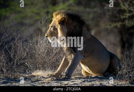 Lion (Panthera leo) Parc transfrontalier Kgalagadi, Afrique du Sud Banque D'Images