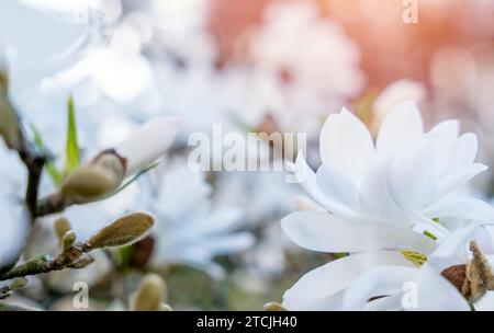 fleurs de magnolia blanches et roses sur la branche par une chaude journée ensoleillée de printemps Banque D'Images