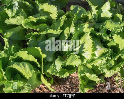 Une récolte de laitue de Iceberg ( Lactuca sativa var. Capitata ), légumes à salade poussant dans un potager australien Banque D'Images