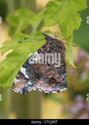 Amiral rouge Butterfly. Ailes fermées Banque D'Images