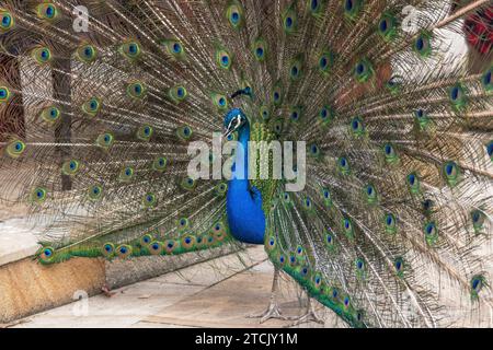 Gros plan d'un paon mâle indien (Pavo cristatus) originaire de l'Inde, et introduit en Australie, montrant son train et appelant à l'action de cour. Banque D'Images