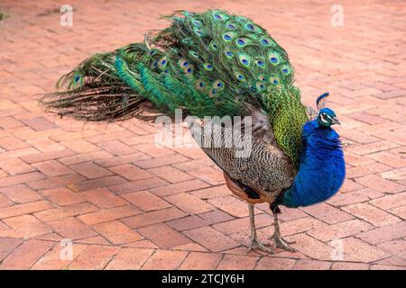 Gros plan d'un majestueux paon mâle (Pavo cristatus) originaire de l'Inde, avec sa queue soulevée du sol et ses plumes volantes en préparation de la cour. Banque D'Images