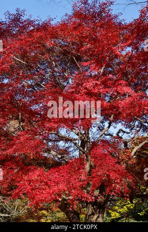 PARC SHOWA KINEN : L'AUTOMNE QUITTE TOKYO Banque D'Images