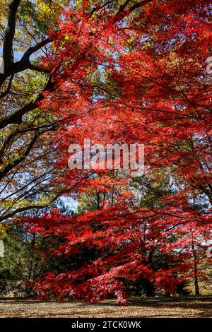 PARC SHOWA KINEN : L'AUTOMNE QUITTE TOKYO Banque D'Images