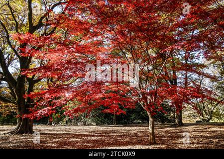 PARC SHOWA KINEN : L'AUTOMNE QUITTE TOKYO Banque D'Images