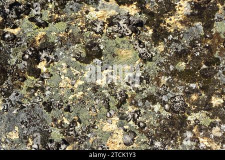 Communauté de lichens dominée par le lichen cartographique (Rhizocarpon geographicum) (lichen crusteux jaune) et Umbilicaria pustulata (lichen foliaire) sur un granitique Banque D'Images