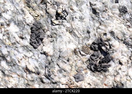 Umbilicaria deusta est un lichen foliaire qui pousse sur des roches siliceuses. Cette photo a été prise dans les Alpes françaises. Banque D'Images