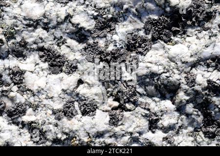 Umbilicaria deusta est un lichen foliaire qui pousse sur des roches siliceuses. Cette photo a été prise dans les Alpes françaises. Banque D'Images