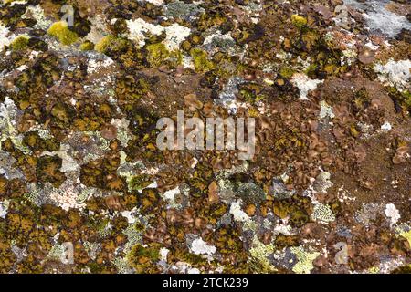 Communauté de lichens dominée par Umbilicaria hirsuta et Umbilicaria pustulata, deux lichens foliaires. Cette photo a été prise à Arribes del Duero Natural Pa Banque D'Images