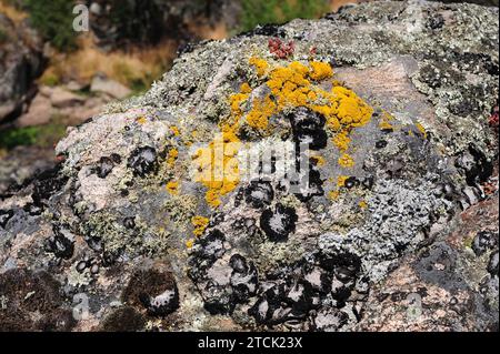 Communauté de lichens dominée par Umbilicaria pustulata ou Lasallia pustulata lichens foliaires accompagnés de Ramalina (fruticulose) et Candelariella (cr Banque D'Images