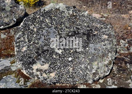 Communauté de lichens dominée par Umbilicaria pustulata ou Lasallia pustulata un lichen folieux. Cette photo a été prise dans le Parc naturel des Arribes del Duero, ZA Banque D'Images