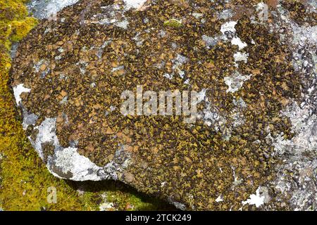 Communauté de lichens dominée par Umbilicaria pustulata ou Lasallia pustulata un lichen folieux. Cette photo a été prise dans le Parc naturel des Arribes del Duero, ZA Banque D'Images