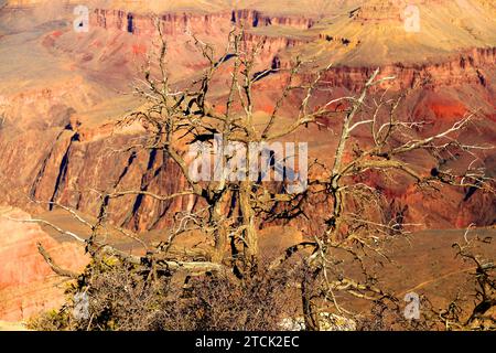 En fin d'après-midi, dans le Grand Canyon Arizona, avec un brave pin sur le bord Banque D'Images