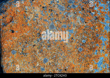 Xanthoria elegans (orange) et Porpiria crutulata (gris bleuâtre) sont deux crustacés lichens qui poussent sur des roches siliceuses. Cette photo a été prise à Areu, Banque D'Images