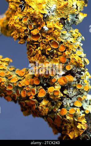Xanthoria parietina est un lichen foliaire qui pousse sur l'arbre d'écorce ou les roches. Cette photo a été prise à Montseny, province de Barcelone, Catalogne, Espagne. Banque D'Images