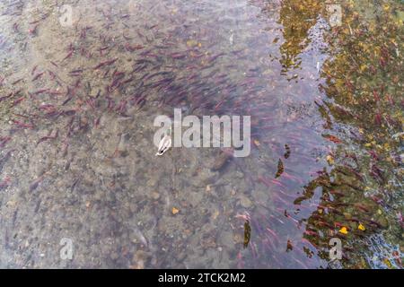 Le canard nageant sur un grand nombre de saumons rouges distinctifs lors de la fraye annuelle pour se reproduire en amont, comme on le voit près du lac Tahoe, Banque D'Images